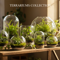 Collection image for: Terrariums