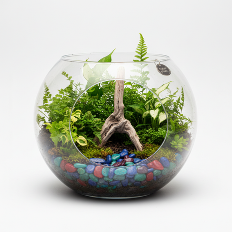 Open Bowl Tropical Fern Terrarium