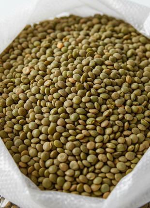 Bulk Frijoles Pintos (Pinto Beans) – 25 lb Bag